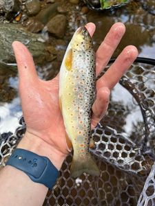 Brown Trout