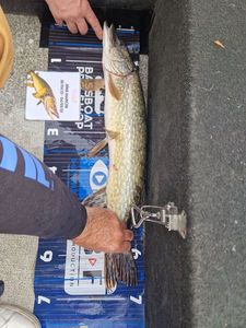 Northern Pike