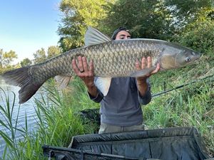 Grass Carp