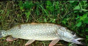 Northern Pike