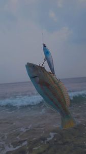 Bumphead Parrotfish