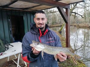 Chain Pickerel