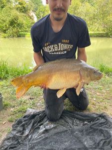 Mirror Carp