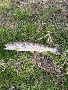 Brown Trout