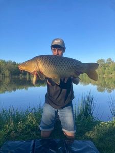 Common Carp