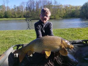 Common Carp