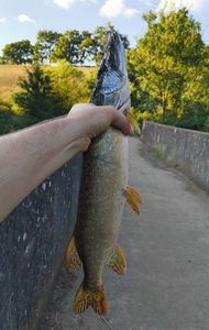 Northern Pike