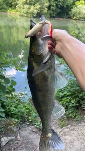 Zander