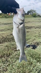 European Bass (Seabass)