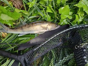 Zander