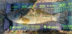 Largemouth Bass