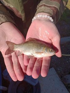 Common Carp
