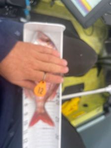 Red Porgy