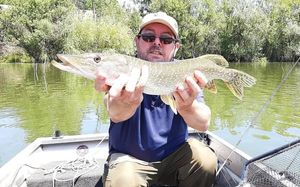 Northern Pike