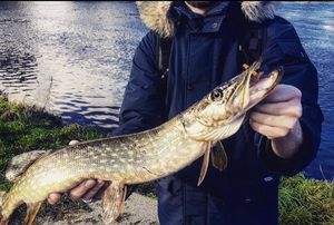 Northern Pike