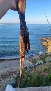 Common Octopus
