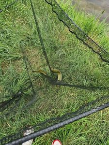 European Eel (Common Eel)
