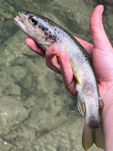 Brown Trout
