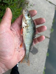 European Perch