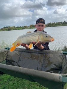 Common Carp