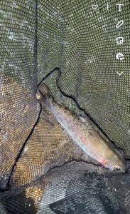 Rainbow Trout