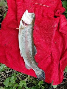 Rainbow Trout