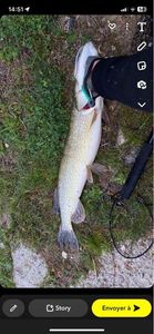 Northern Pike