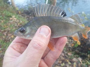 European Perch