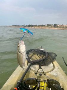 European Bass (Seabass)