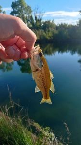 Largemouth Bass