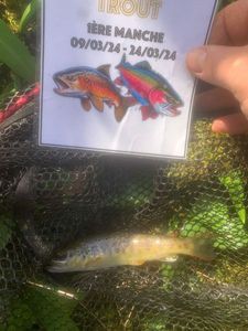 Brown Trout