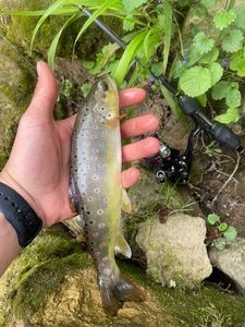 Brown Trout