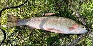 Rainbow Trout
