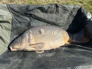 Mirror Carp