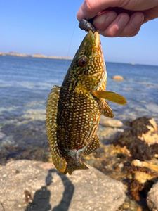 Ballan Wrasse