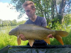 Common Carp