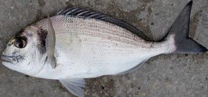 Gilthead Seabream