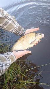 Common Bream