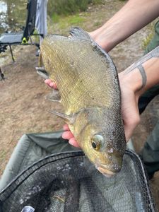 Common Bream