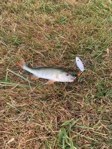 European Perch