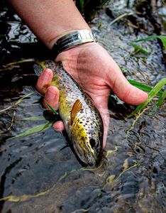 Brown Trout