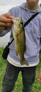 Largemouth Bass