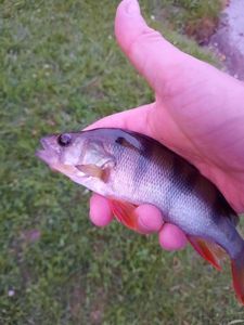 European Perch