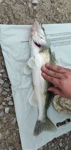 Zander