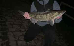Zander