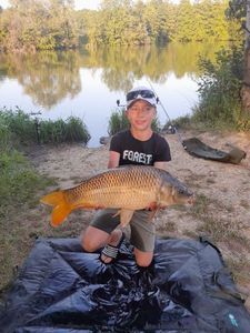Common Carp