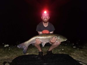 Grass Carp