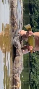 Tench