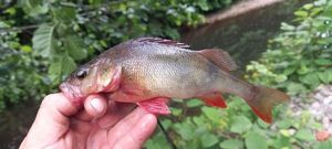 European Perch