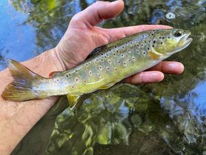 Brown Trout
